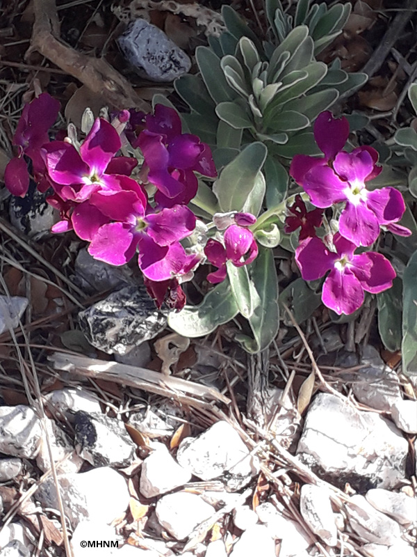 Sortie nature du Muséum : découverte botanique sur les îles du Frioul (Marseille) COMPLET