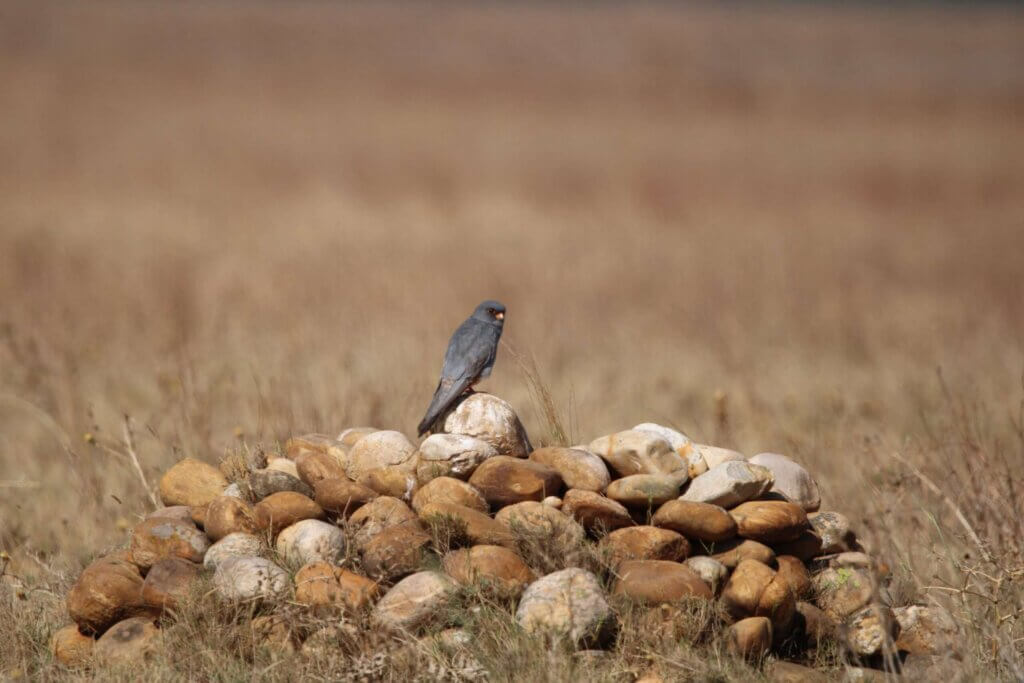 Sortie ornithologique en Crau